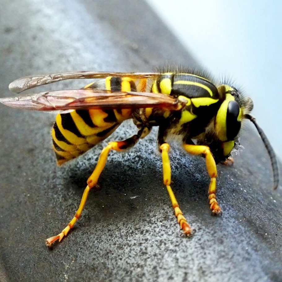 Wasp Control Close-up of a yellow and black wasp resting on a surface.