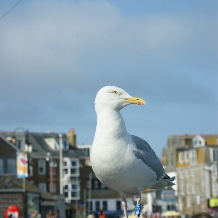 Bird Control A seagull standing in a coastal town with buildings and blue sky background.