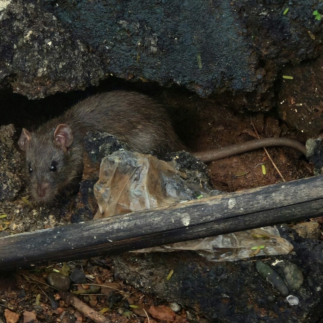Rat Control A rat emerging from a burrow surrounded by soil and debris.